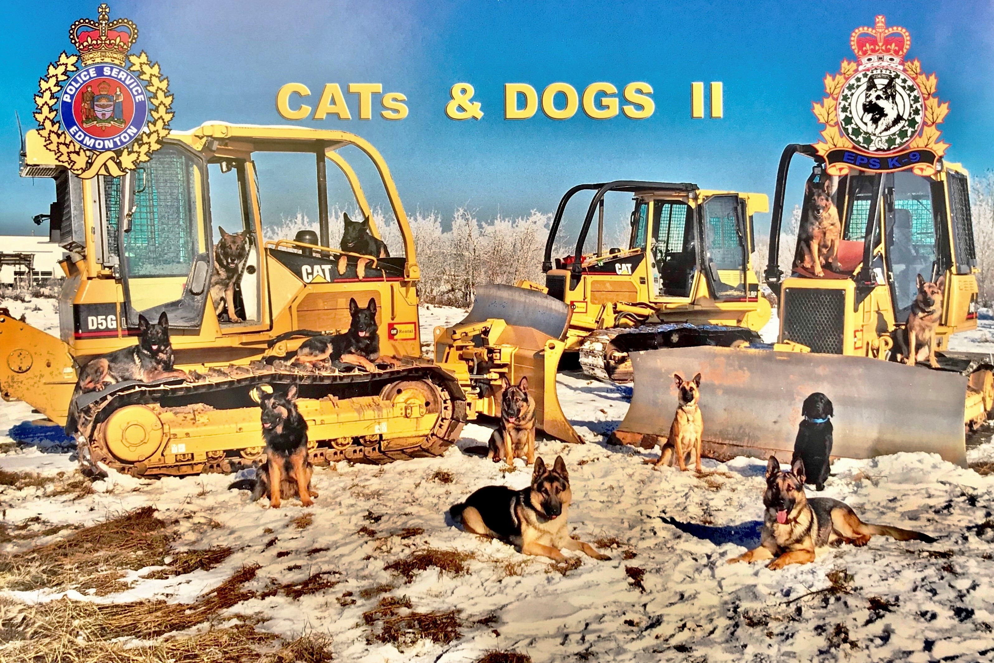 Cats and Dogs